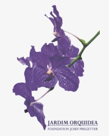 Jardim Orquidea, Foundation Josef Pregetter - Viola, HD Png Download, Free Download