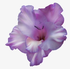 Purple Gladiolus Flower Png , Png Download, Transparent Png, Free Download