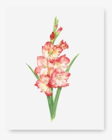 Gladiolus Print - Gladiolus, HD Png Download, Free Download