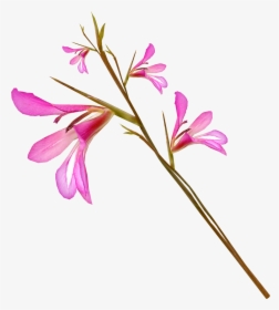 Gladiolus Drawing Stem - Flower, HD Png Download, Free Download