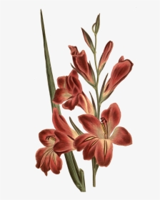 Gladiolus Botanical Illustration , Png Download - Gladiolus Flower Tattoo, Transparent Png, Free Download