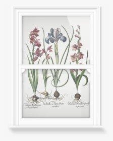 Iris And Gladiolus, HD Png Download, Free Download