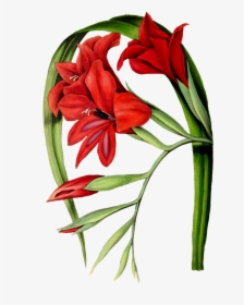 Transparent Gladiolus Png - Botanical Gladiolus, Png Download, Free Download