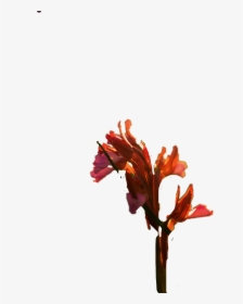 #gladiolus - Canna Lily, HD Png Download, Free Download