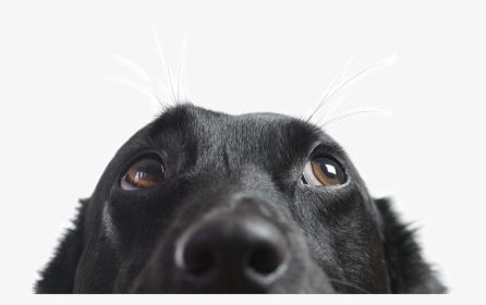 Animal Nose Png - Dog Peeking, Transparent Png, Free Download