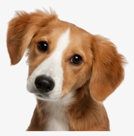 Cute Dog Png, Transparent Png, Free Download