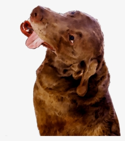 Boykin Chesapeake Breed Dog Bay Spaniel Retriever Clipart - Dog Yawns, HD Png Download, Free Download