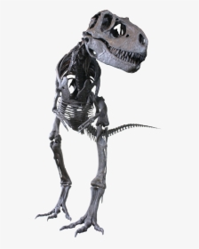 Albertosaurus Sarcophagus, HD Png Download, Free Download