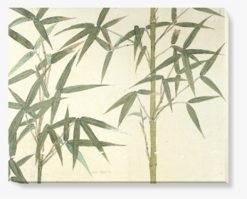 Bamboo Drawing, HD Png Download, Free Download