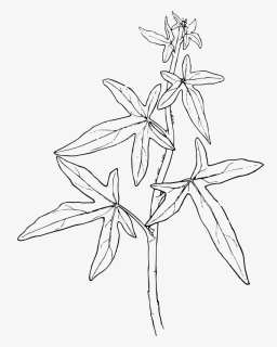 Ivy - Drawing Of Medicinal Plants, HD Png Download, Free Download