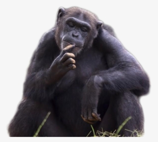 Chimpanzee Png Image - Apes Monkeys, Transparent Png, Free Download