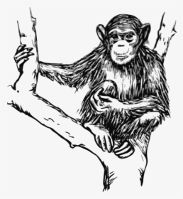 Grayscale Chimpanzee Svg Clip Arts - Chimpanzees In Black And White, HD Png Download, Free Download