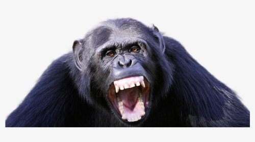 Chimpanzee Png Image - Full Grown Male Chimpanzee, Transparent Png, Free Download