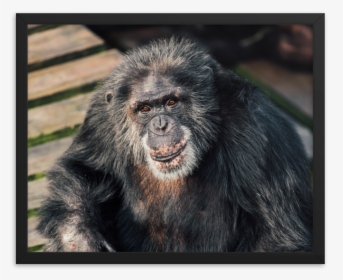 Macaque, HD Png Download, Free Download
