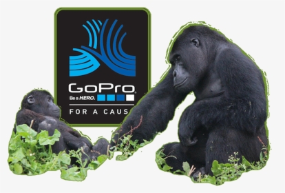Mountain Gorilla, HD Png Download, Free Download