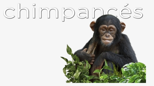 Common Chimpanzee, HD Png Download, Free Download