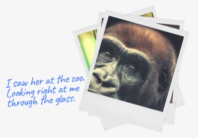 Gorilla Through Glass-3, HD Png Download, Free Download