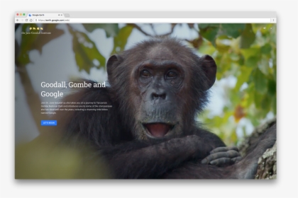 Jane Goodall With Goliath, HD Png Download, Free Download