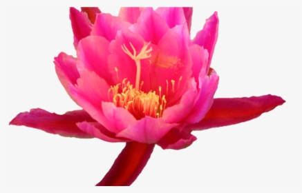 Transparent Cactus Tumblr - Cactus Flower Clip Art, HD Png Download, Free Download