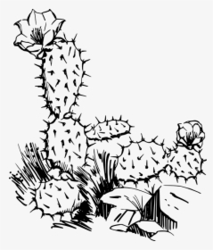 Cactus Clip Art, HD Png Download, Free Download