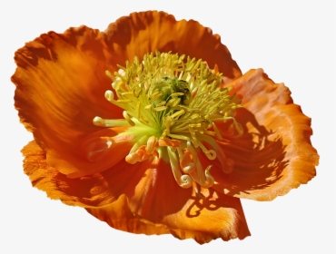 Flower Poppy, Macro, Pollen, Garden, Nature, Cut Out - Corn Poppy, HD Png Download, Free Download