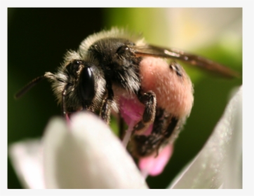 Spring Beauty Bee With Pollen, HD Png Download, Free Download