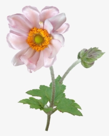 Flower, Anemone, Stem, Pollen, Garden, Nature - Japanese Anemone, HD Png Download, Free Download