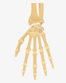 Clip Art And Wrist Quiz Anterior - Hand And Wrist Bones Unlabeled, HD Png Download, Free Download