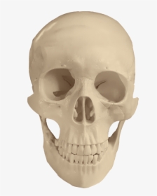 Skull Anatomy Bones Free Photo - Anatomy Skull, HD Png Download, Free Download