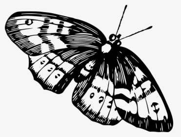 Butterfly Imege Black And White, HD Png Download, Free Download