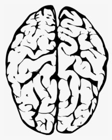 White And Black Brain, HD Png Download, Free Download