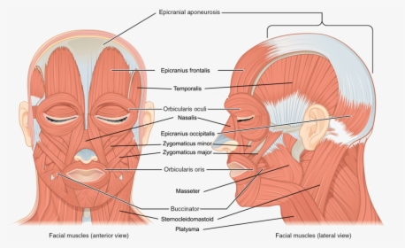 Muscles Of The Face, HD Png Download, Free Download