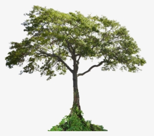 Cutout Tree - Tropical Tree Cut Out, HD Png Download, Free Download