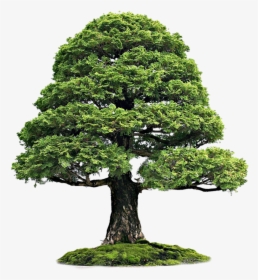 Cutout Tree - If You Stand For A Reason, HD Png Download, Free Download