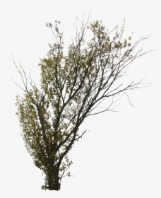 Tree, HD Png Download, Free Download