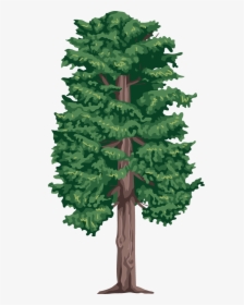 Cutout Drawing Tree - 5 Different Kinds Of Tree, HD Png Download, Free Download