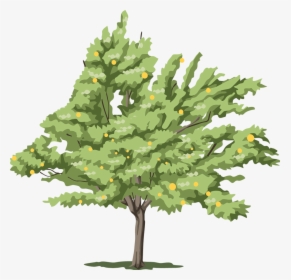Cutout Drawing Tree - All Types Of Tree, HD Png Download, Free Download