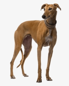 Brown Greyhound Transparent Png - Galgo Hd, Png Download, Free Download