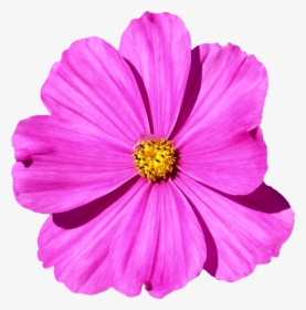 Plant,flower,garden Cosmos - Cosmos Flower Png, Transparent Png, Free Download