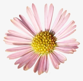 Daisy, Pink, Flower, Garden, Nature, Cut Out, Isolated - Flor Margarita Rosa Png, Transparent Png, Free Download