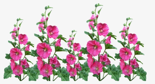 Hollyhocks Flowers Garden Free Photo - Hollyhock Flower Png, Transparent Png, Free Download