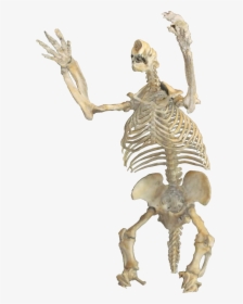 Fasgsdgsdf - Skeleton - Ground Sloths Skeleton Pelvis, HD Png Download, Free Download
