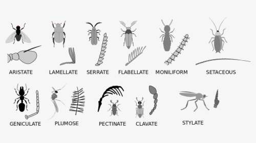 Animals That Have Antennae, HD Png Download, Free Download