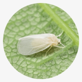 The Whitefly Is A Kind Of Heteroptera-like Insect That - Hofmannophila Pseudospretella, HD Png Download, Free Download