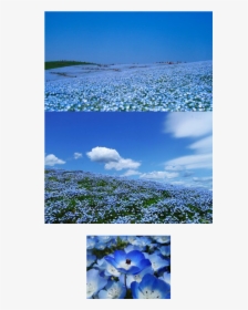 A Flower Field - Nemophila, HD Png Download, Free Download