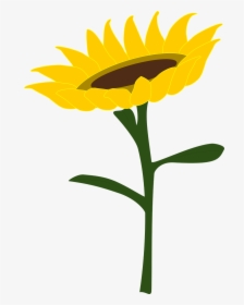Sunflower Honey Sunflower Field Free Photo - Gambar Bunga Matahari Vektor, HD Png Download, Free Download