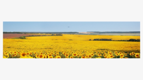 Field, HD Png Download, Free Download