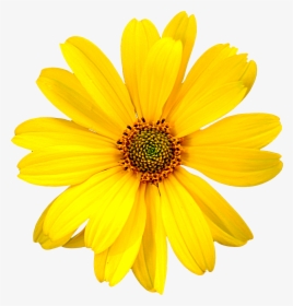 Realistic Sunflower Clip Art, HD Png Download, Free Download