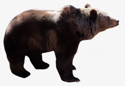 Profile View Of A Bear, HD Png Download, Free Download