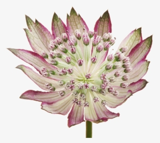 Red Astrantia Star Of Fire, HD Png Download, Free Download